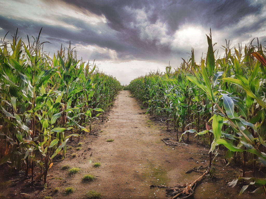 A path through a cornfield